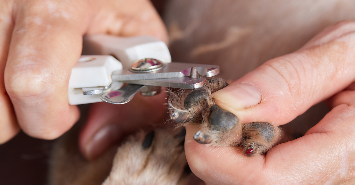 How to Safely Trim Your Dog’s Nails at Home